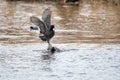 A picture of two American coots fighting each other.